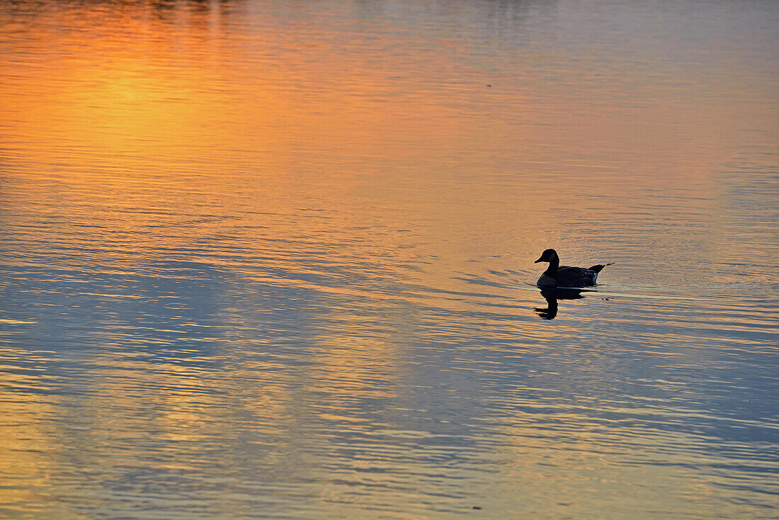 Waterfowl loafing on Lake Bailey at dawn, Petit Jean State Park, Arkansas, USA.