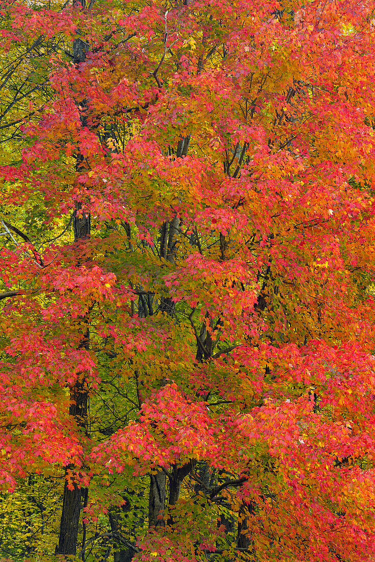 Autumn foliage in the hardwood forest near Sugarlands, Great Smoky Mountains NP, Tennessee, USA.