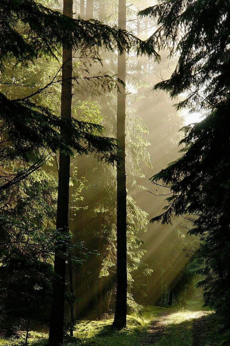 Knysznska Forest lies in the Podlasie region, eastern Poland