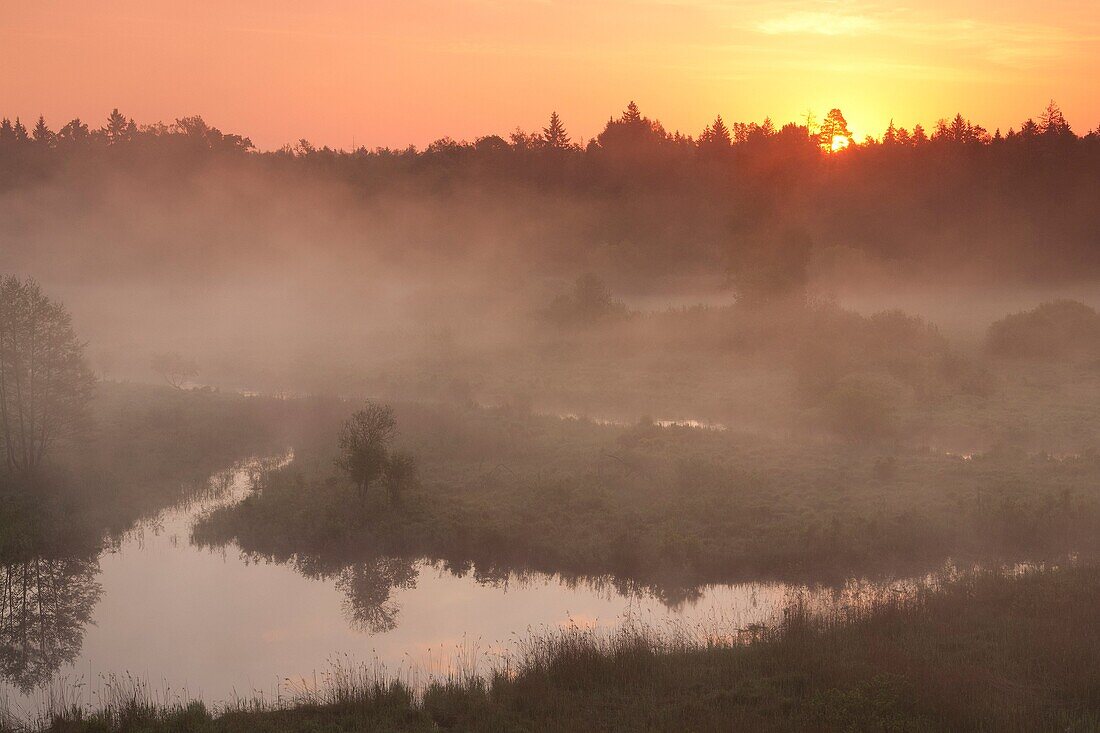 Bialowieza Forest UNESCO World Heritage Site Eastern Poland