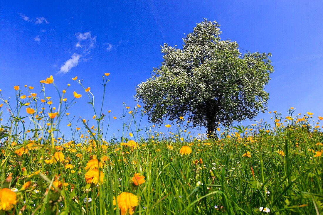 pear tree in blossom, spring, Switzerland