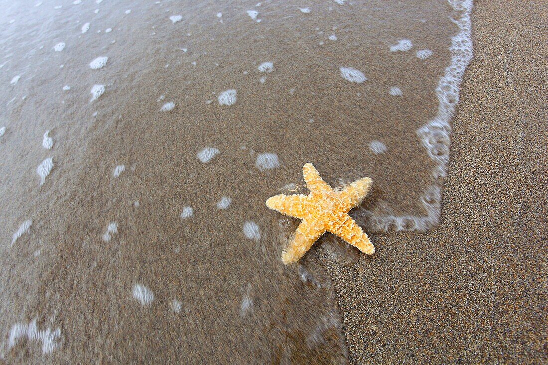 sea star on sandy beach, Sutherland, Scotland