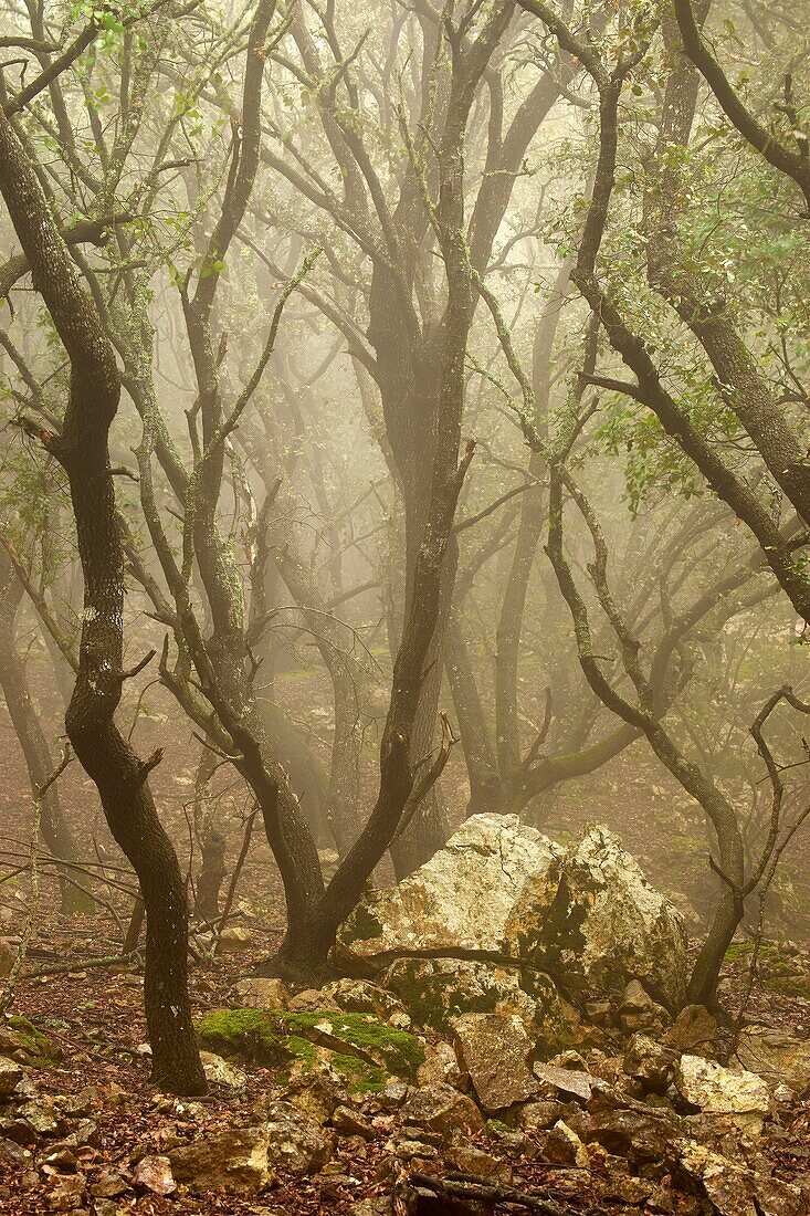 Bosc de Planícia, Mola Planícia, Banyalbufar Sierra de Tramuntana Majorca Balearic Islands, Spain