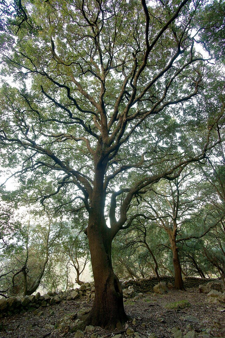 Eiche, Quercus ilex Biniforani Wald Bunyola Mallorca Balearen Spanien