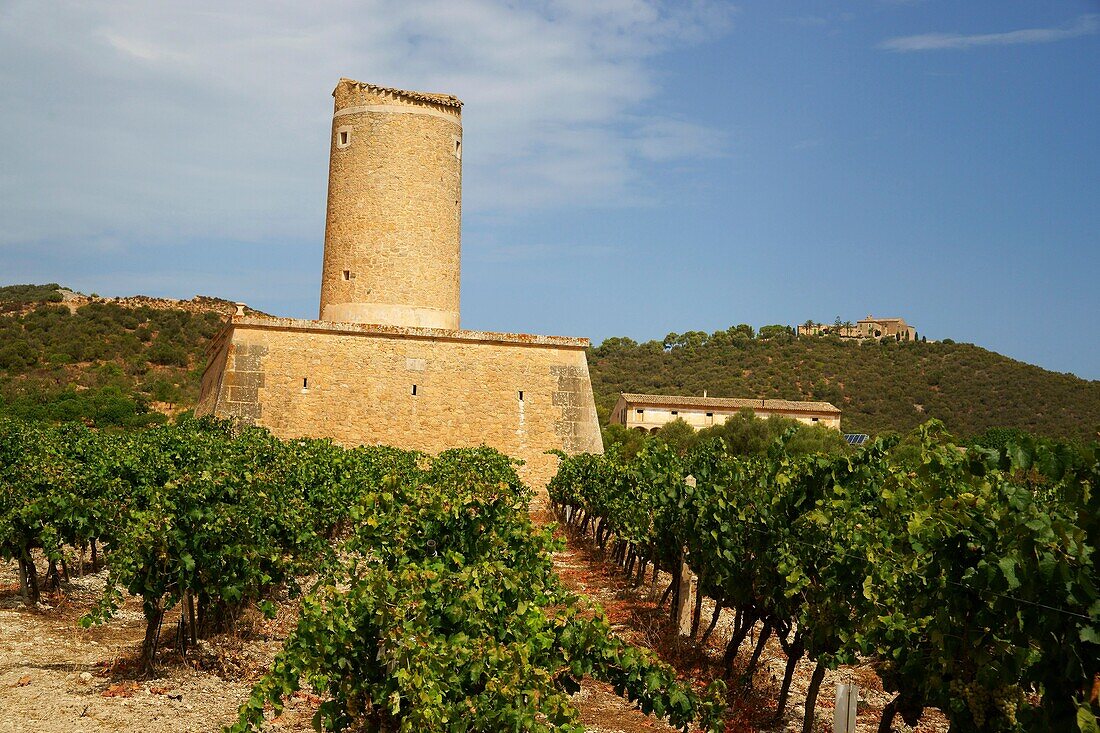 Ökologische Bio-Weinberge der Weinkellerei Jaume Mesquida Porreres Es Pla Mallorca Illes Balears Spanien