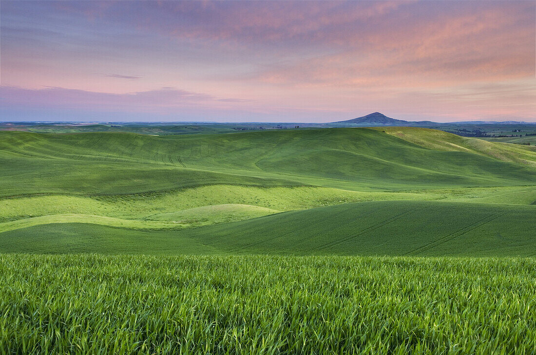 Dawn over the rolling hills of green wheat fields in the Palouse region of the Inland Empire of Washington.