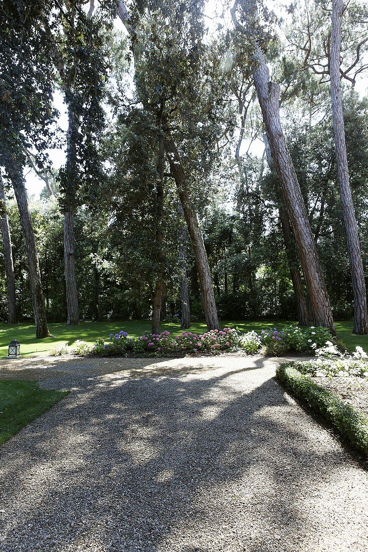 Gravel path in a garden with old trees
