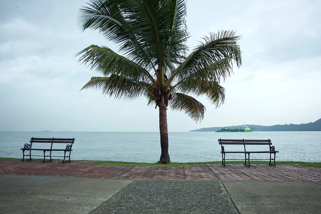 Benches and palm tree