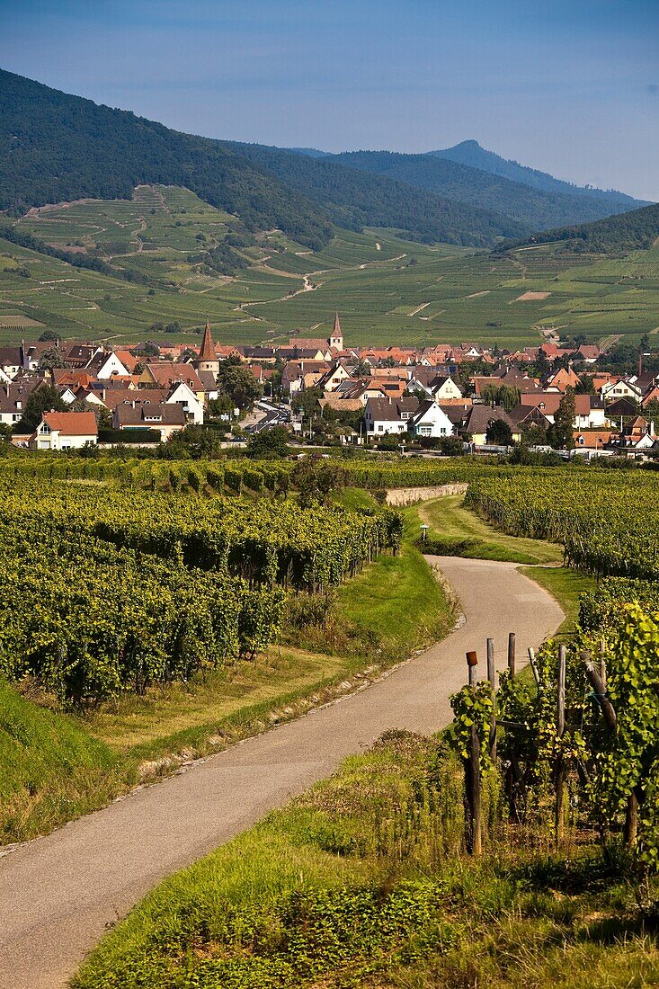 Alsace Ammerschwihr.