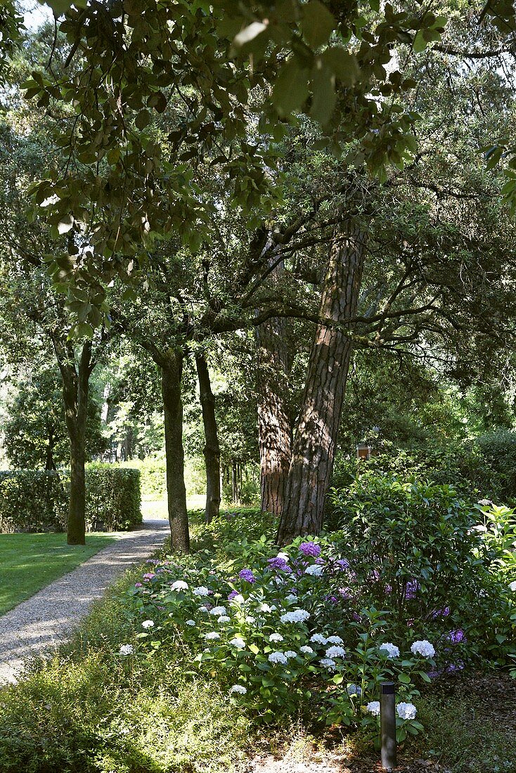 Kiesweg im Garten mit blühenden Blumen und Bäumen