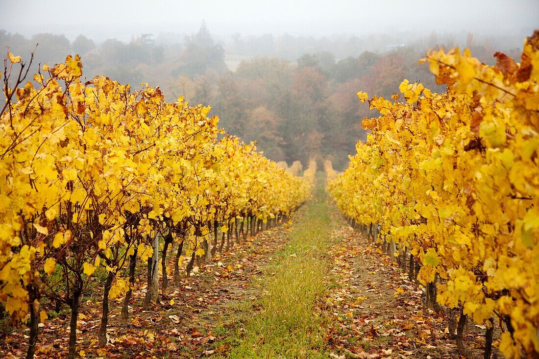 Domaine de Joy vineyards, Armagnac, Panjas, Midi-Pyrenees, France