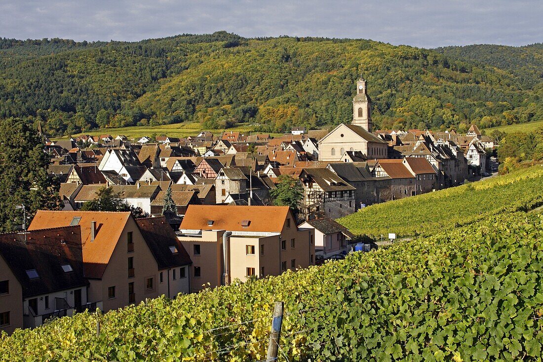 Alsace wine route town Riquewihr France vineyard harvest grapes