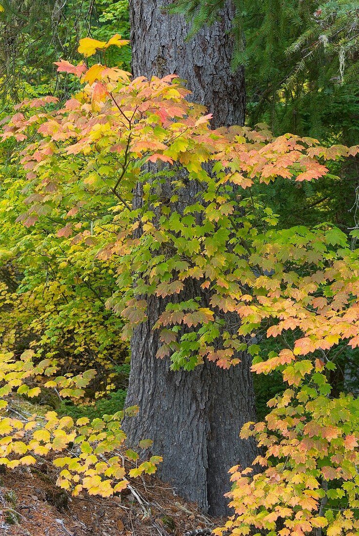 Colorful Vine Maples dominate the understory of an old growth forest near McKenzie Pass oregon