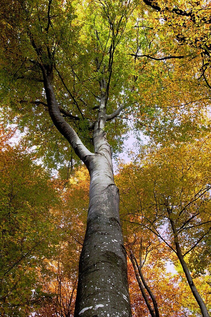 Autumn time, Old beech tree in deciduous forest - Naturpark Altmuehltal, Bavaria/Germany