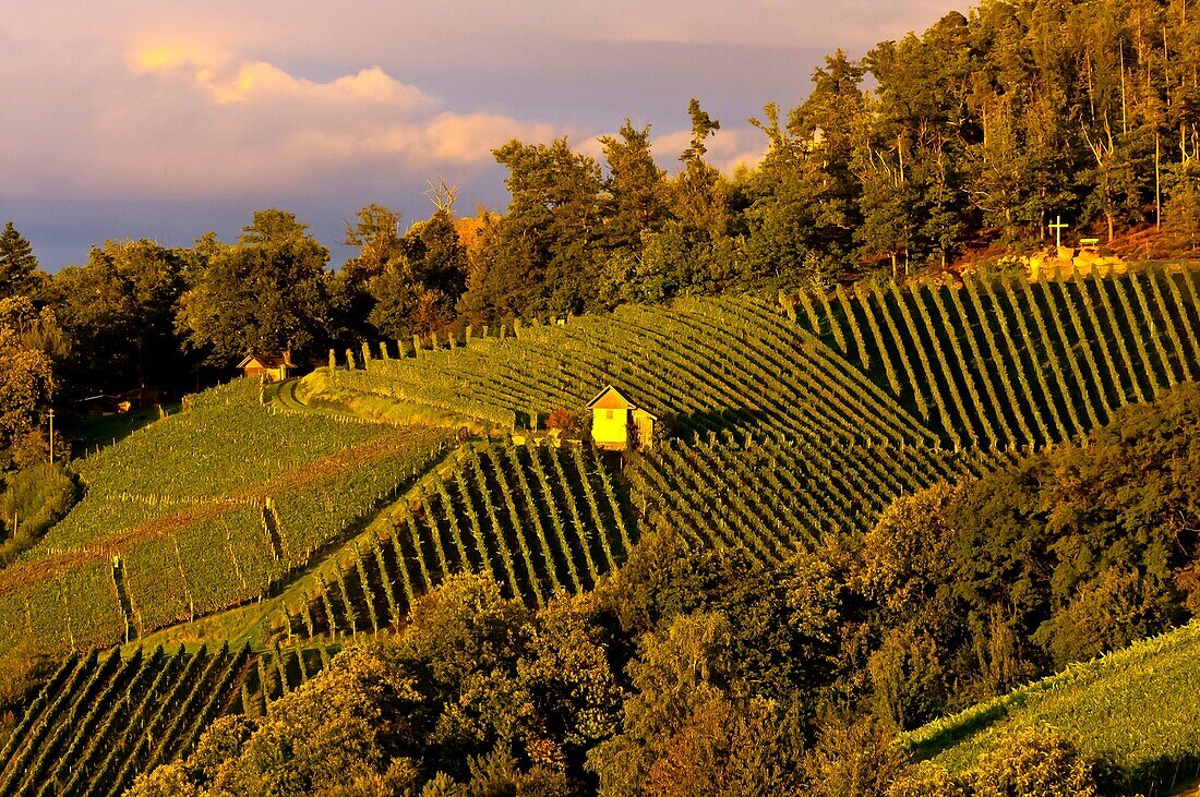 Vineyards at sunset, Offenburg, Baden-Württemberg, Germany