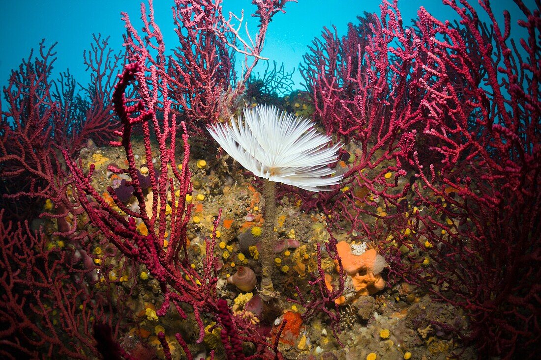 Spiral Tube Worm in Coral Reef, Spirographis spallanzani, Cap de Creus, Costa Brava, Spain