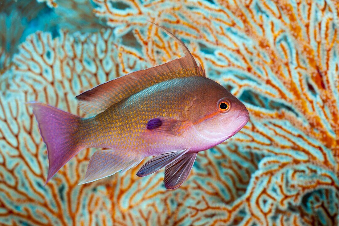 Lyretail Anthias, Pseudanthias squamipinnis, Amed, Bali, Indonesia