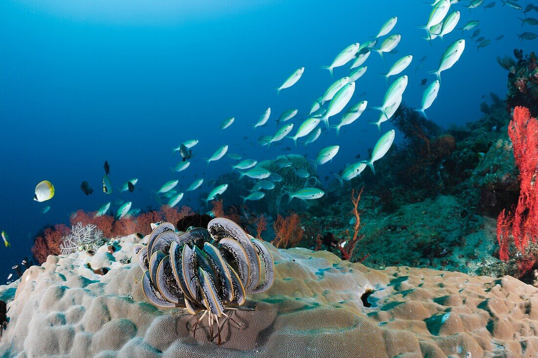 Coral Reef, Amed, Bali, Indonesia