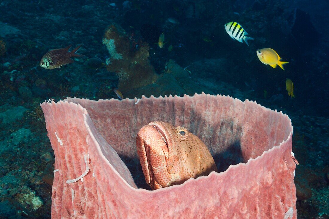 Grouper inside Barrel Sponge, Cephalopholis sp , Xestospongia testudinaria, Amed, Bali, Indonesia