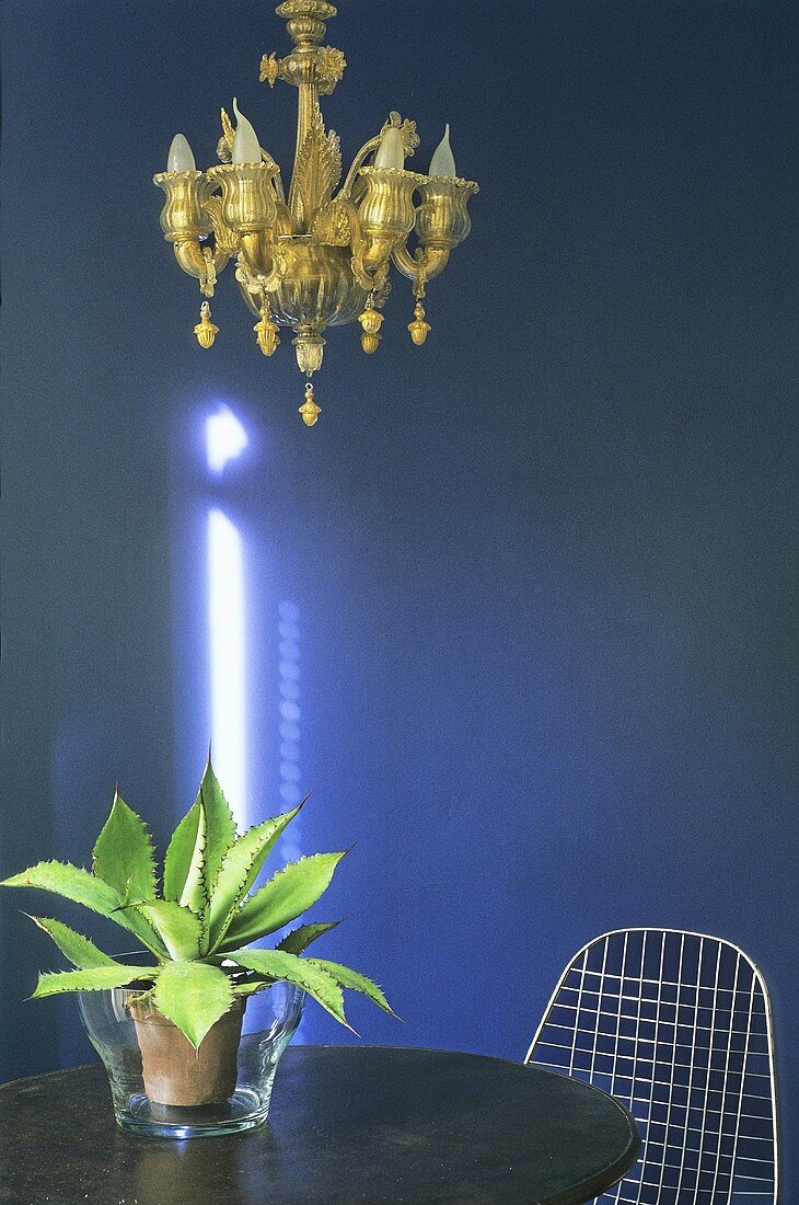 Brass chandelier in front of a blue wall and a cactus plant on a wooden table