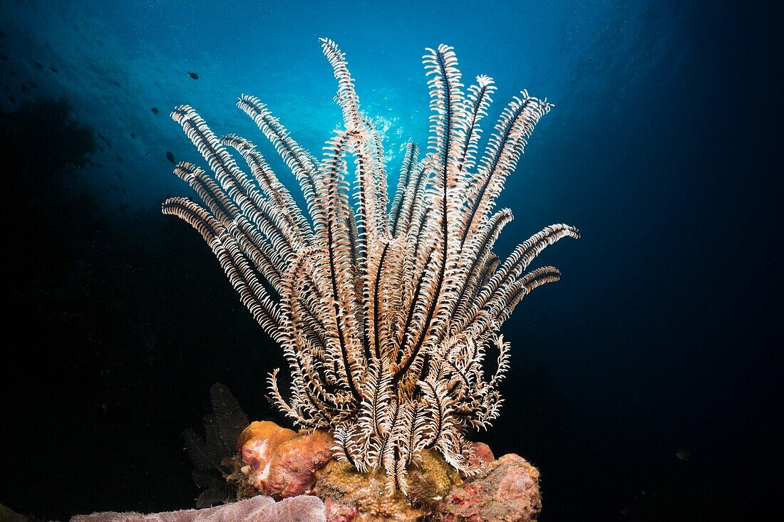 Featherstar in Coral Reef, Comantheria sp , Alam Batu, Bali, Indonesia