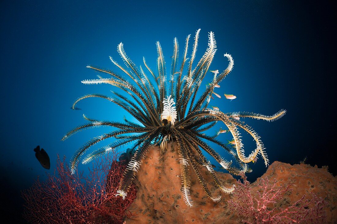 Featherstar in Coral Reef, Comantheria sp , Alam Batu, Bali, Indonesia