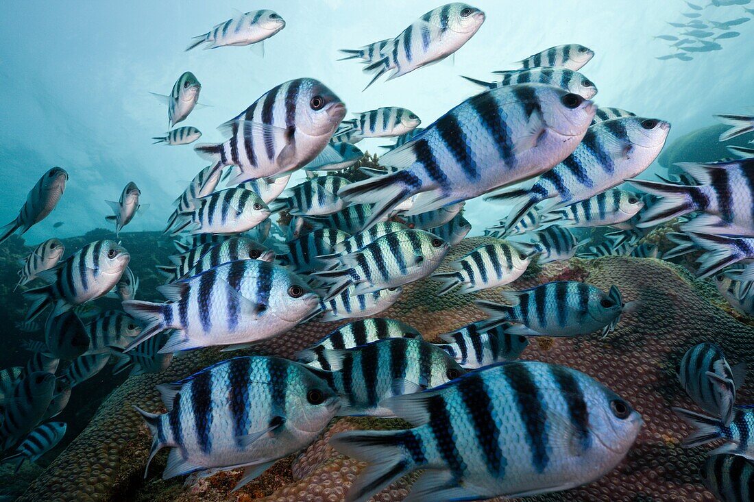 Schooling Scissor-tail Sergeant Majors, Abudefduf sexfasciatus, Beqa Lagoon, Viti Levu, Fiji