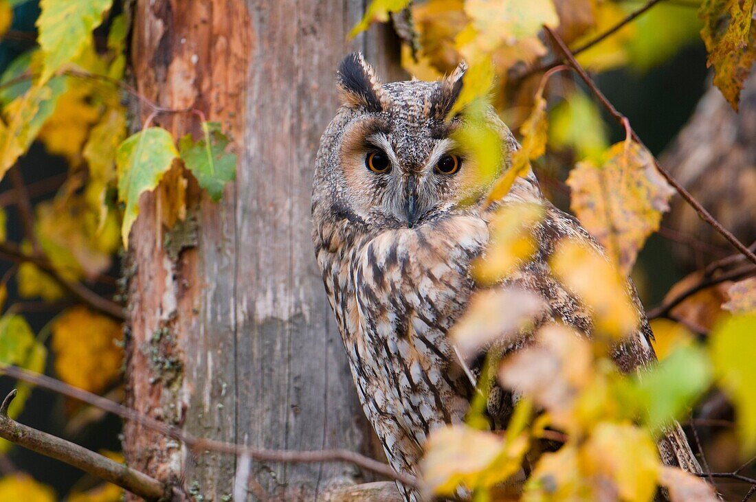 Long-eared owl Asio otus, resting near trunk, hiding at day, birch leaves in autumn, forest, Bavaria, Germany