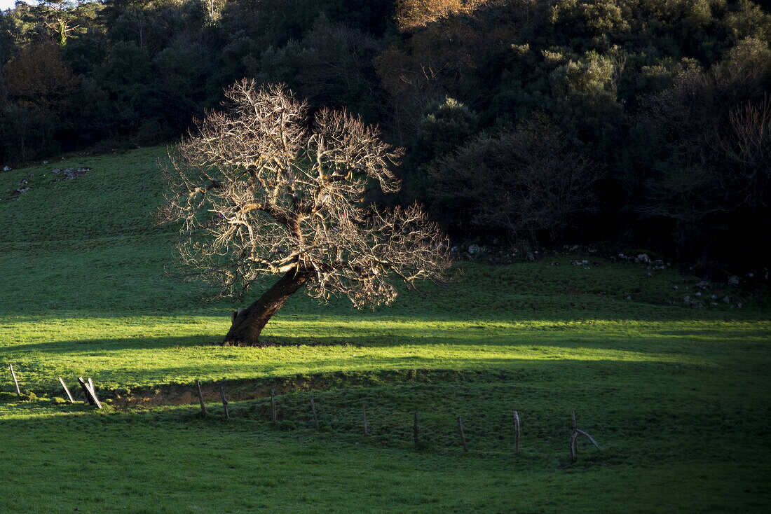 Rural landscape in Cantabria. Spain. Europe.