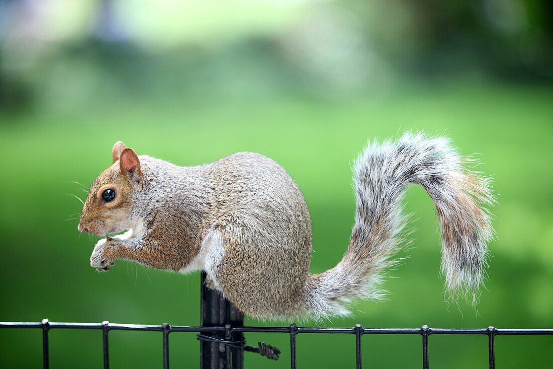 Squirrel in Madison Square Park, Manhattan, New York, USA