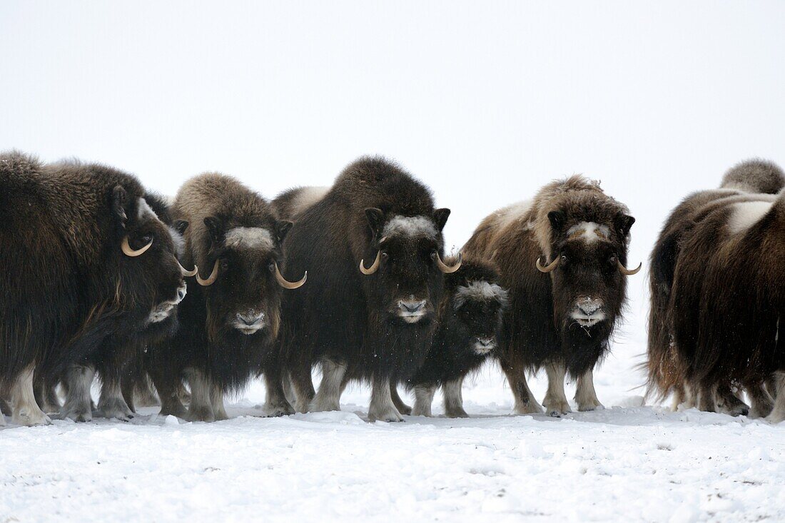 Group of muskox with calf Ovibos moschatus Banks Island, North West Territories, Canada