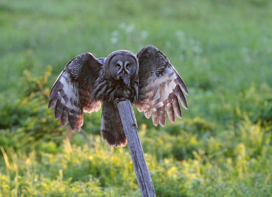 Great Grey Owl, Strix nebulosa, Dalarna Sweden.