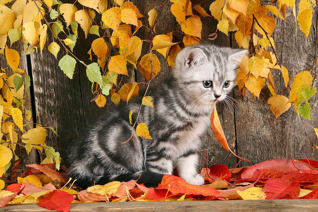 Cat, Brittish shorthair, autumn.
