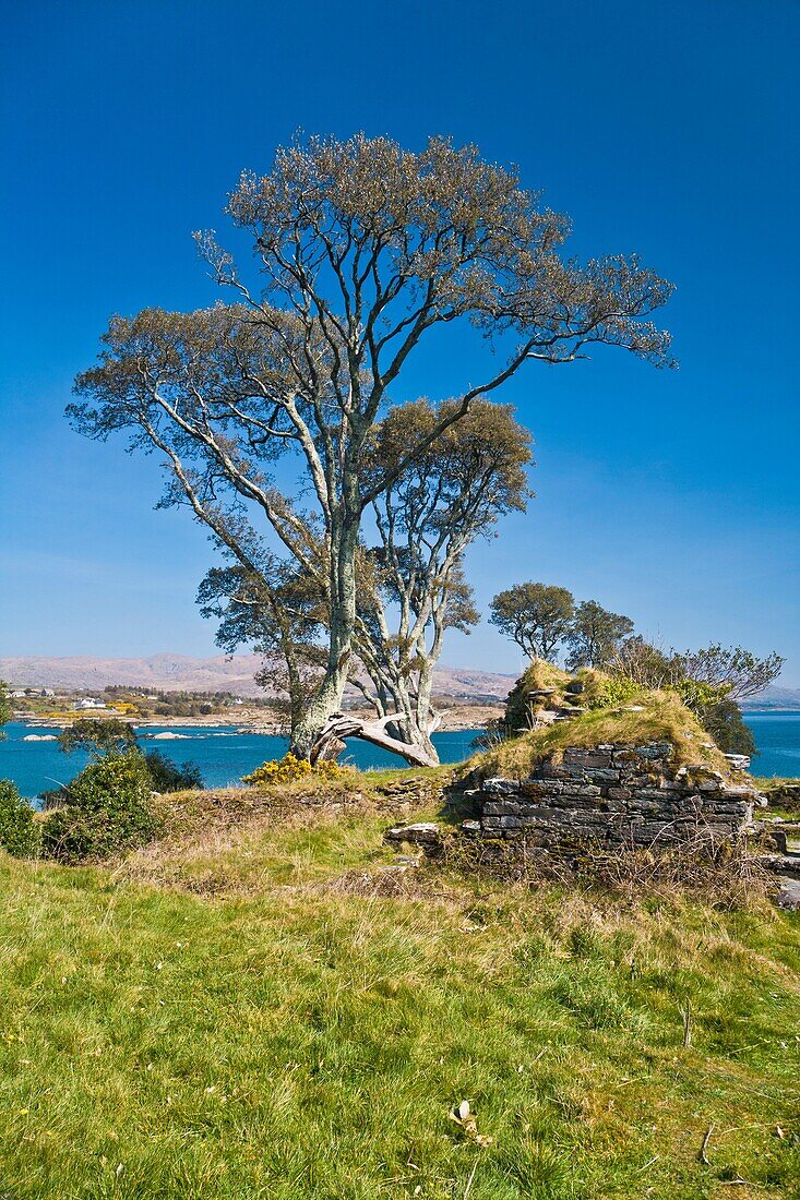 The remains of Dunboy castle on the Beara Peninsula, County Cork, Ireland, Europe