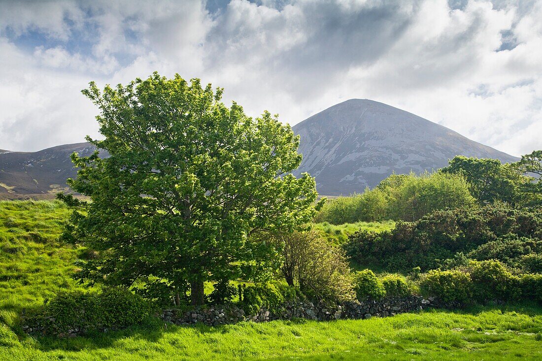 Landscape with Croagh Patrick in the background in County Mayo, Ireland, Europe