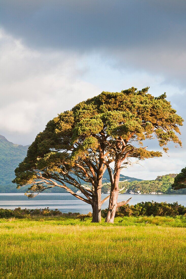 Solitary tree in the morning light at Muckross Lake, County Kerry, Ireland, Europe