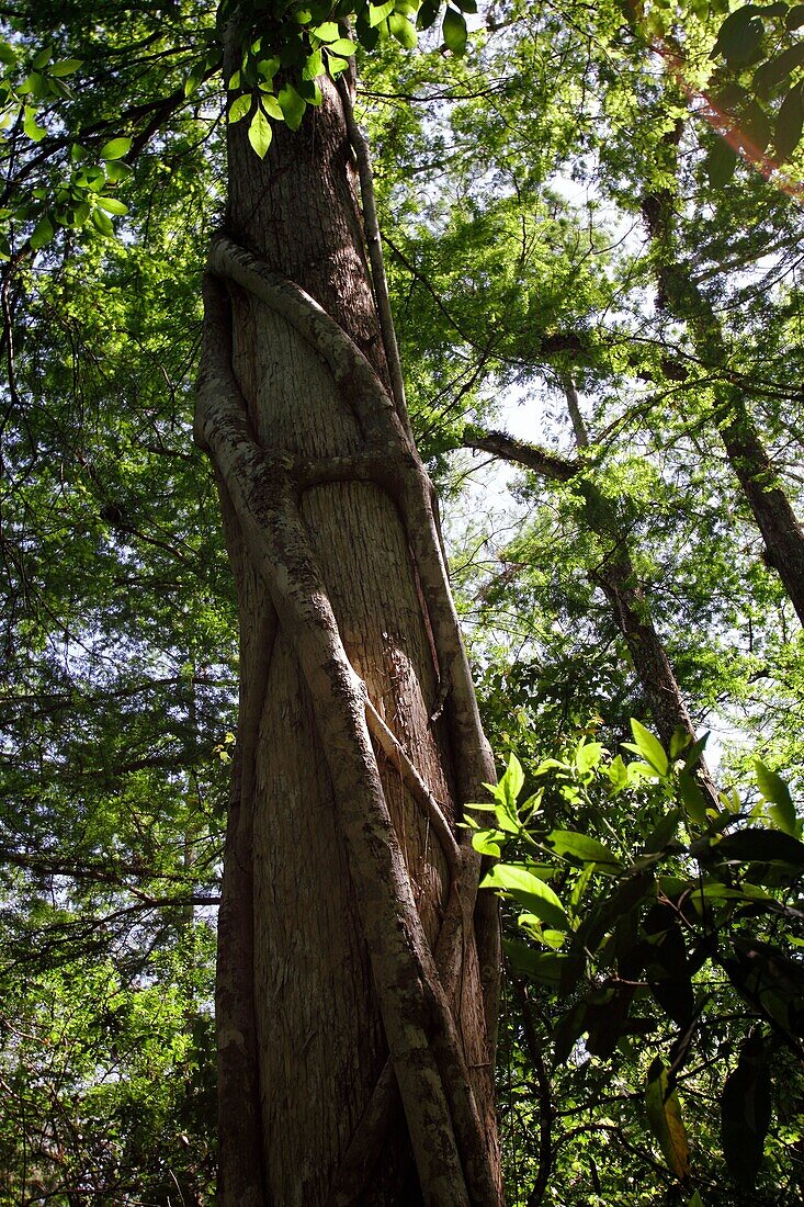 Ficus aurea, the Florida strangler fig growing around a cypress tree in Florida, USA.