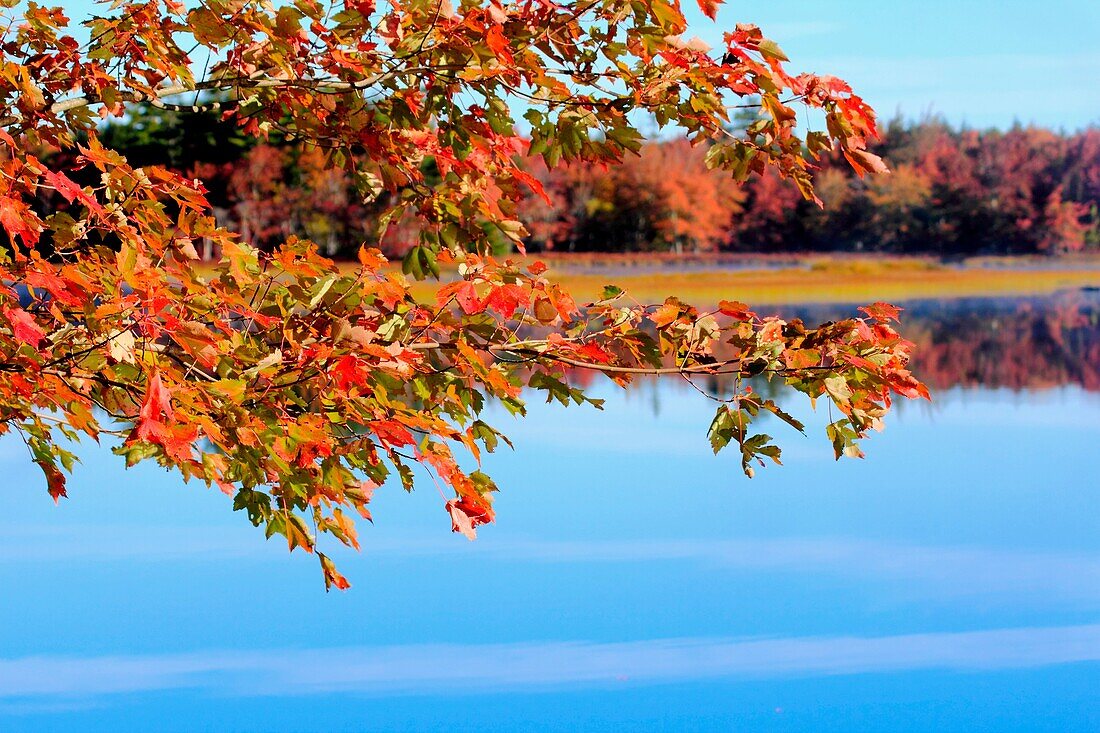 autumn leaves on a tree beside a lake.