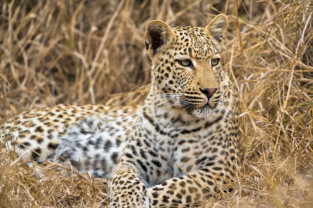 African Leopard (Panthera pardus) in the Kruger National Park, South Africa