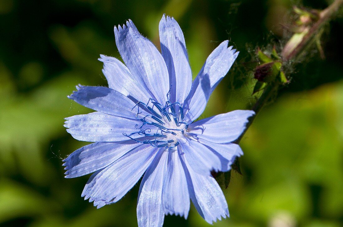 Chicory (Cichorium intybus), Oregon, USA