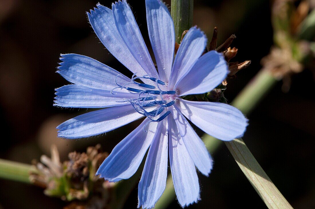 Chicory (Cichorium intybus), Oregon, USA