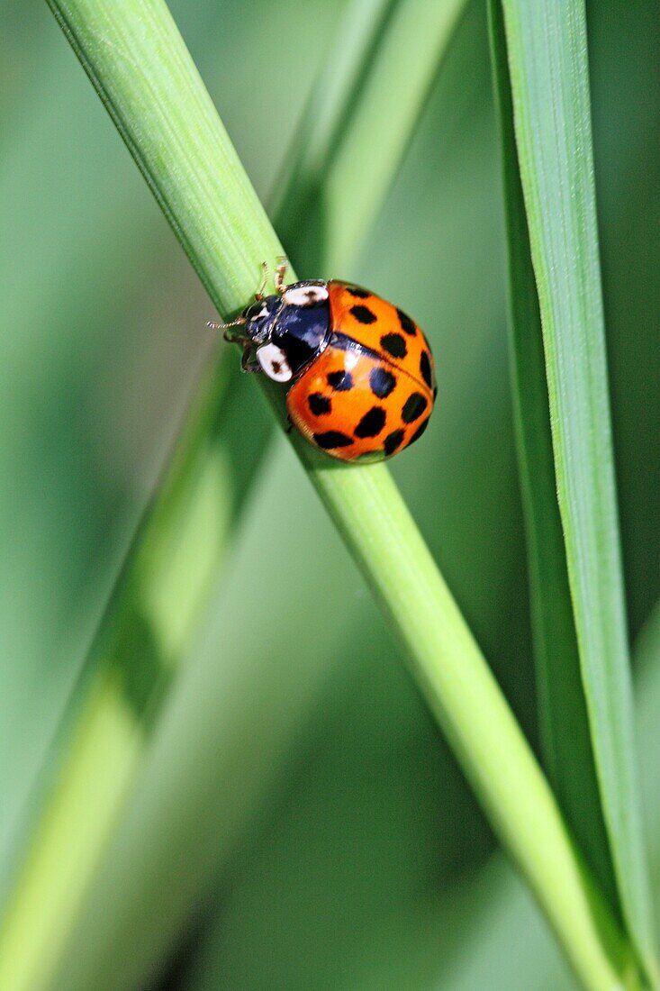 Harlequin Ladybird, Harmonia Axyridis var  succinea, Fourteen-spotted red ladybird  Sometimes it can be conused with aother ladybirds because the elytra color can vary from yellow to dark red  Legs are red  Harmonia Axyridis, an Asian native, is an intern