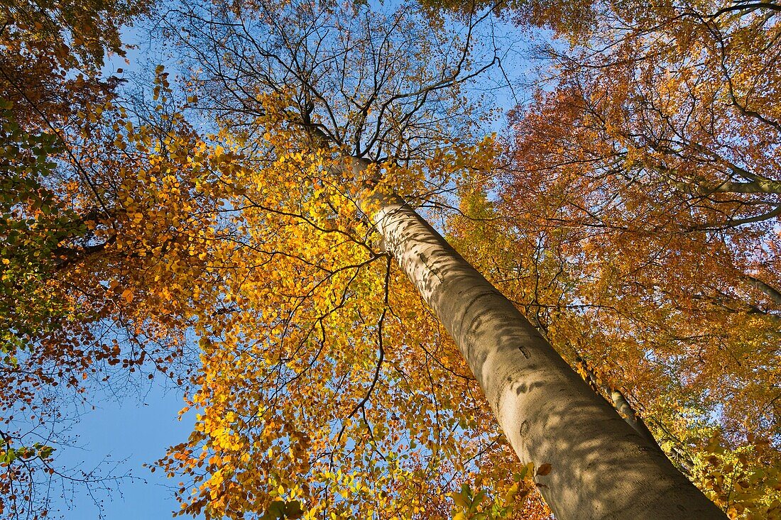 Trees with leaves in autumn