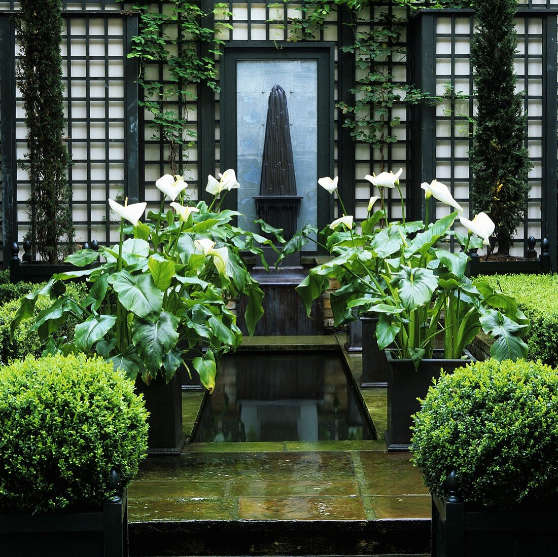 weiße Blumen in Töpfen auf Steinbecken mit Wasser im Garten und schwarzem Rankgitter am Haus