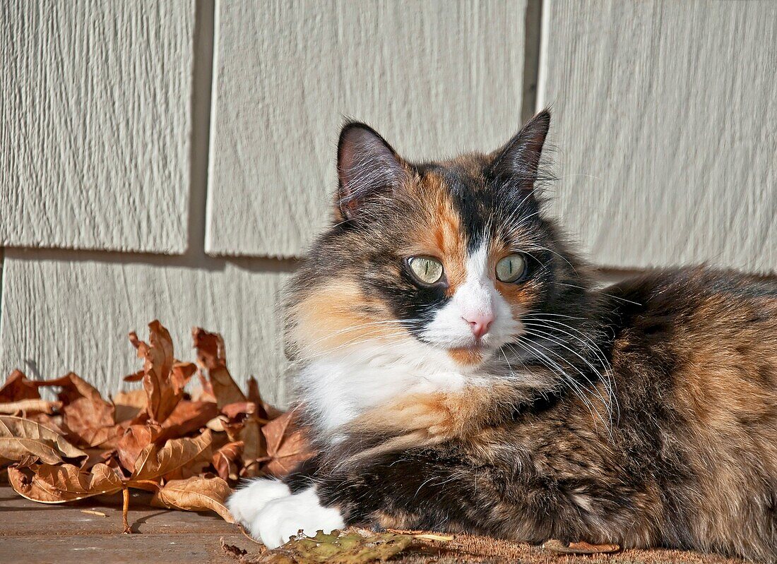This pet cat is laying down outdoors on a porch with siding in the background and autumn leaves She is a long haired calico feline with striking green eyes and white boot feet