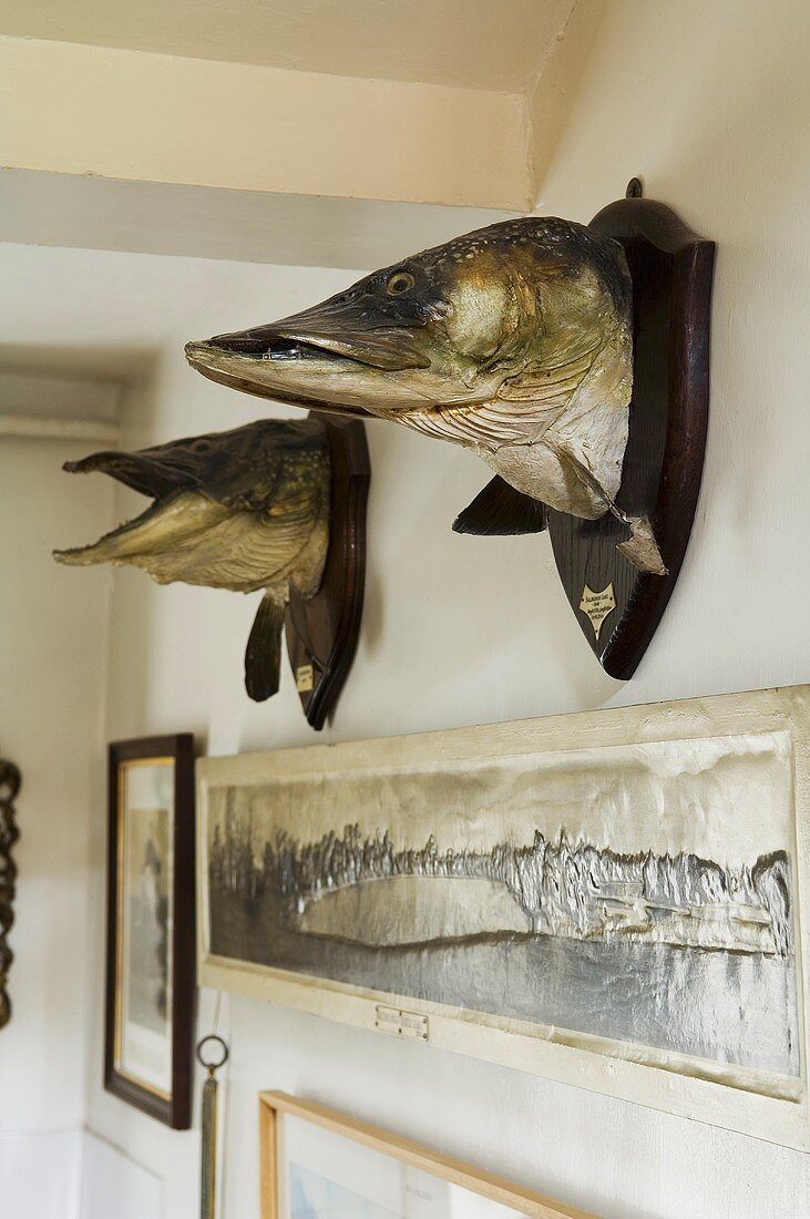 Präparierte Fischköpfe an der Wand
