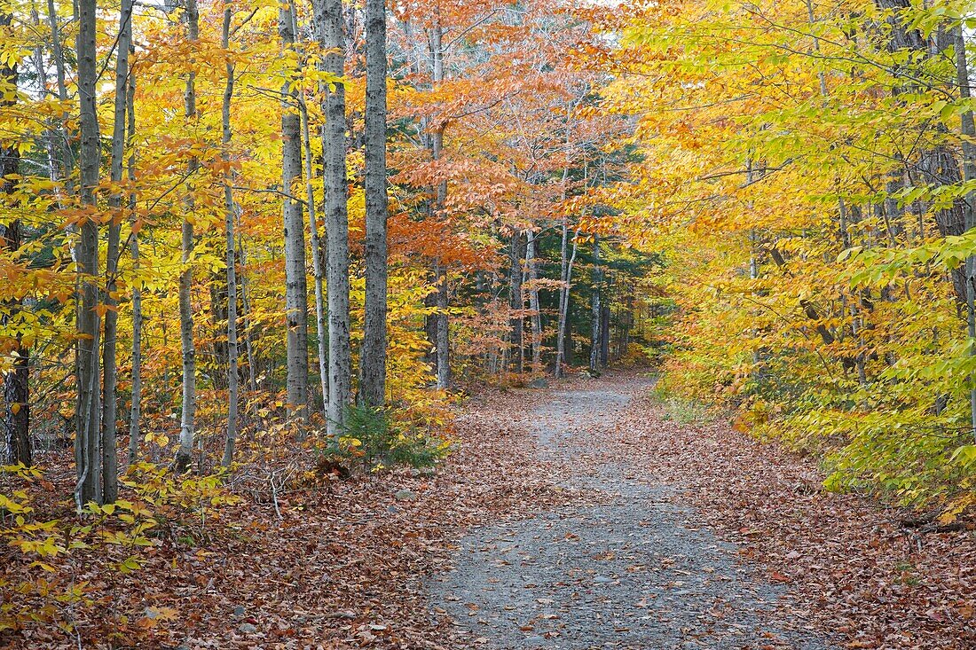 East Side Trail during the autumn months in Lincoln Woods  Lincoln Woods is locacted in Lincoln, New Hampshire USA
