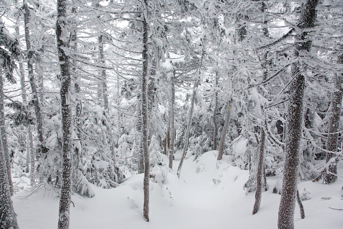 Snow covered forest along the Hancock Loop Trail in the White Mountains, New Hampshire, USA, during the winter months.