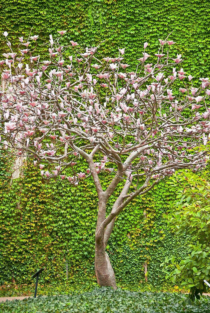 Flowering tree in front of ivy covered wall