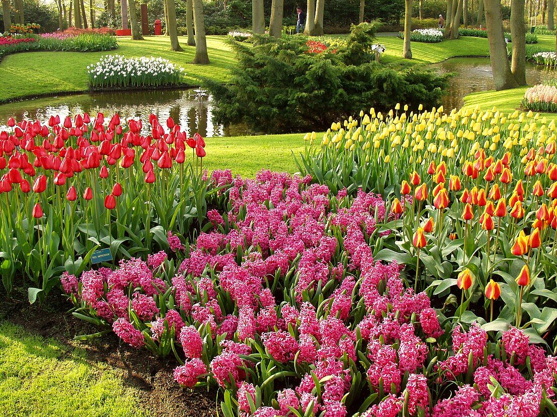 Keukenhof gardens  Lisse, Holland